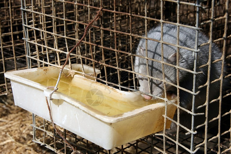 笼中灰色的貂皮从一个饮水碗里喝动物口自然图片