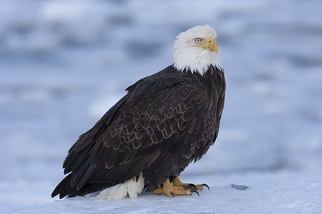 秃鹰站在海边的冰面上象征海藻j图片