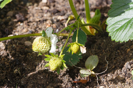 植物春天在菜园里成熟的草莓小新鲜的浆果图片