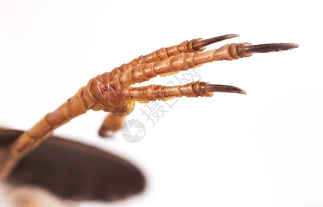 钻死脚丫子白色背景的麻雀脚和腿国内死的设计图片