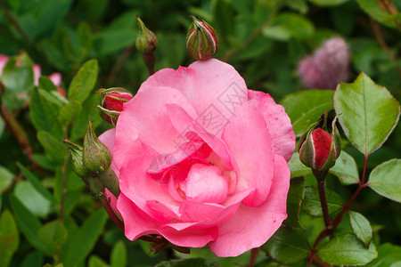 叶子粉色的夏天在花园朵里有粉红玫瑰花瓣图片