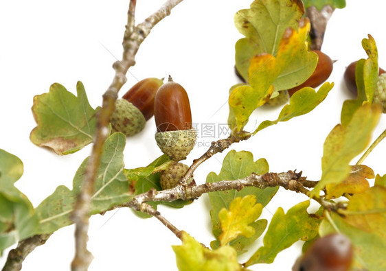 橡木树枝上的角白底孤立在色背景的橡树枝上子水果图片