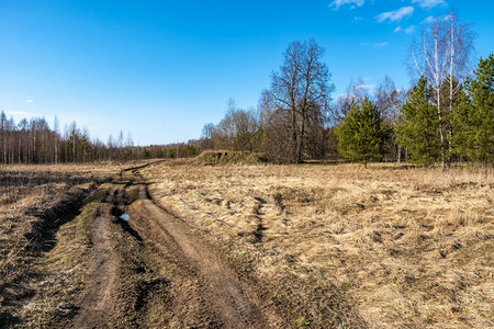 蓝色的俄罗斯阳光明媚的春天农村泥土路穿过田野进入森林草晴天图片