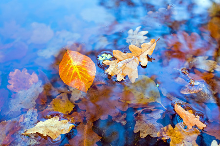 池塘中秋叶图片