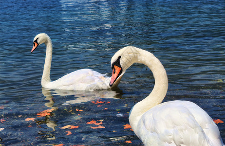 美丽天鹅背景图片-美丽天鹅背景素材-美丽天鹅底图-摄图网