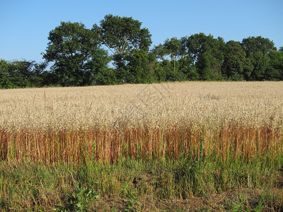 燕麦A字段谷物农场灌浆高清图片