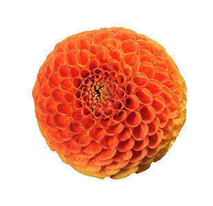 床花园植物丹吉林大丽花明亮的橙色圆形花朵白底孤立图片