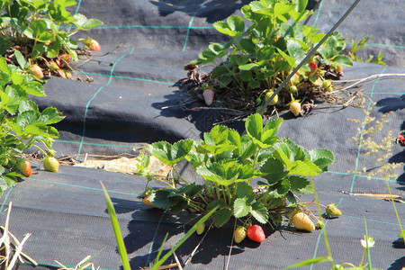 浆果蔬菜春天在一个园花里种植草莓物并配有绿色和红草莓一种图片