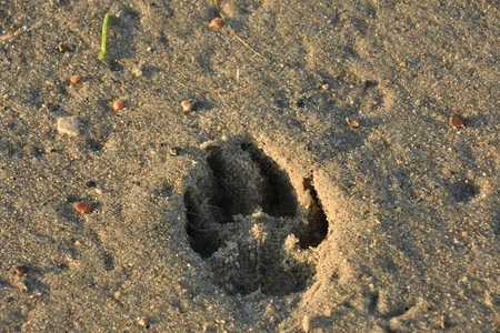 印在海滩沙上的爪印象哺乳动物一种印记图片