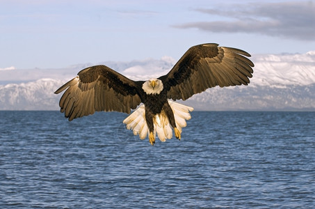 海上的秃鹫捕捉食物图片