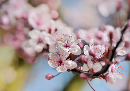 花瓣春月的树上有美丽花朵开分支图片