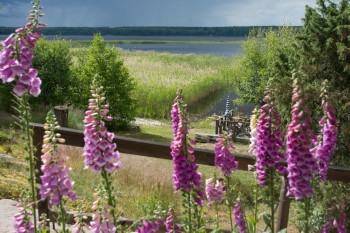 药用紫红色盛夏Foxglove普通狐球紫或Digitalispurpurea花团环经瑞典瓦尔姆兰中夏湖图片