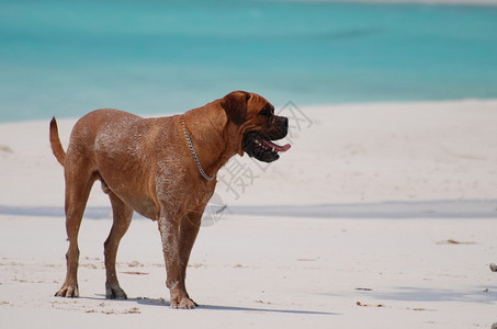 海滩上的宠物犬图片