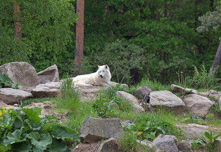 白狼民俗村白北极狼canislupusarctos在山丘上森林背景中狼疮户外犬类