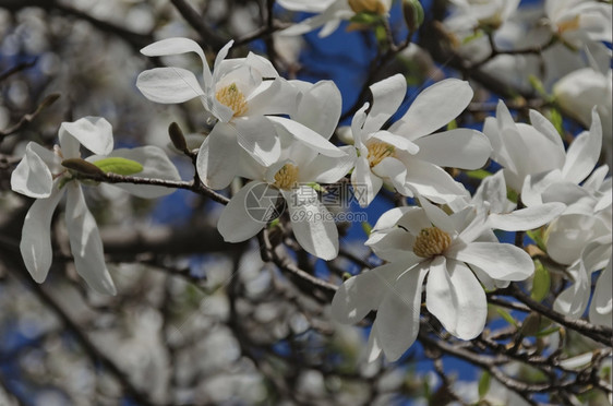 白色的植物春天花园里的玉兰树开花绿色图片