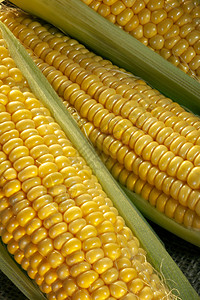 CornontheCob一个烹饪术语用于煮熟的耳朵从甜玉米耕种地中新鲜摘到的玉米艾伦学期为了图片