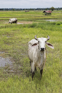 哺乳动物国内的农业田中泰海家畜牛栽培图片