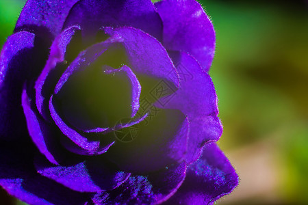 自然颜色明亮美丽的紫花朵瓣生动图片