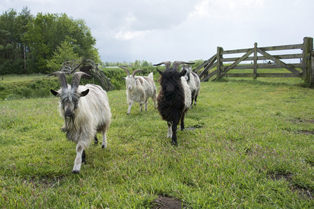 天空农业放牧的山羊步行到照相机旁图片