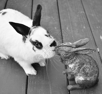 斑点兔子亲吻一只雕像图片