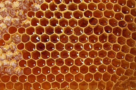多边形甜的蜂蜡窝充斥着白色的蜜蜂图片