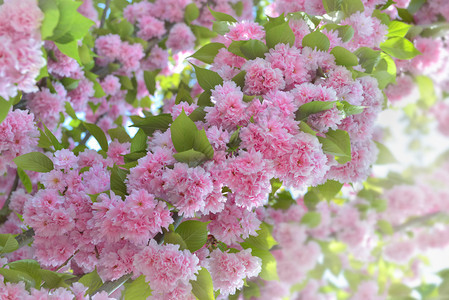 春天的日本樱桃花朵美丽的粉红花朵自然园开图片