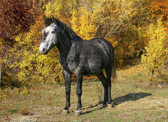 秋天树林里的黑色骏马图片