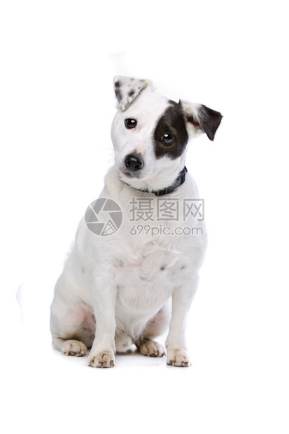 犬类我是杰克罗素梗犬在白色背景前一种图片