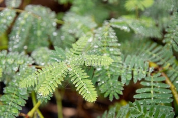 树叶敏感绿色植物MimosaPudica敏感绿色植物露水全画幅特写有机的图片