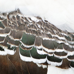 美丽的纹理羽毛背景油漆的斯图尔克羽毛荒野白色的阮詹图片
