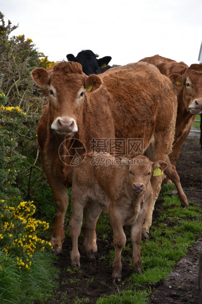 母牛和小一起站在牧场哺乳动物家畜图片