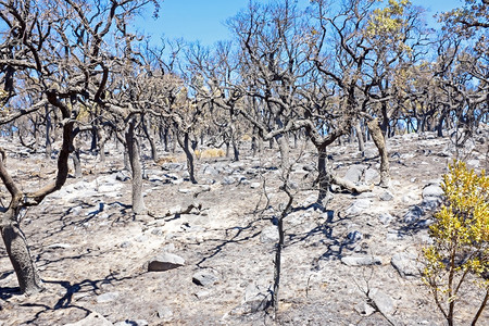 森林葡萄牙农村燃烧的林由葡萄牙提供烧焦石头图片