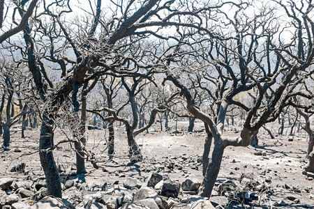枯木图片 枯木图片大全 枯木背景图片