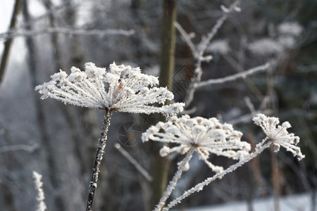 冬天208年月干伞植物Belokurikha度假村的白霜干燥二月图片