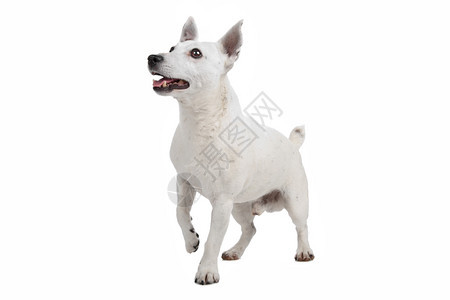 宠物动狗白色杰克鲁塞尔泰瑞图片