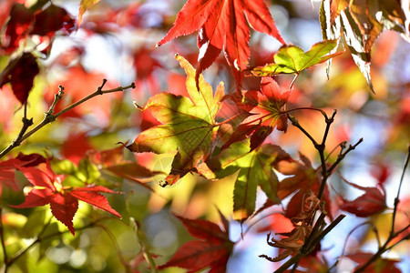 秋天的美丽红枫树叶图片