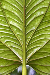 皮钦查植物厄瓜多尔明热带云林中的大型叶子雨林图片