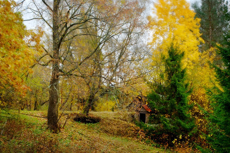 秋天黄色的树林背景图片