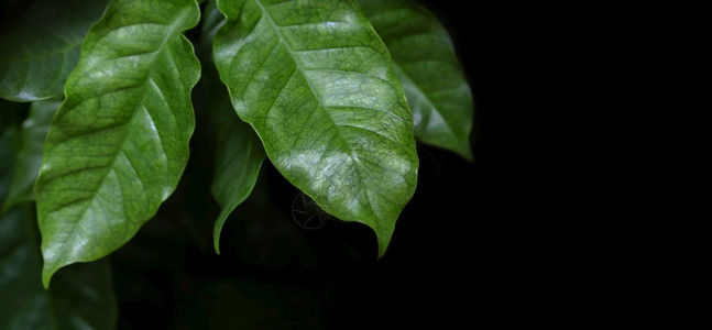 绿色新鲜带复制空间的黑色背景阿拉伯咖啡叶a树图片