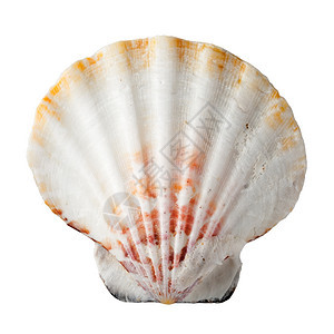 最佳白色背景上孤立的海外壳软体动物贝图片