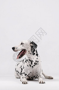 肉食动物白色的猎犬达尔马提亚狗坐着看白背景孤立的侧面图片
