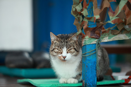 门廊上的小猫图片