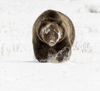 棕色的深雪中长爪灰熊肉食动物图片
