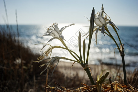 以色列植物八月地中海沿岸大白花洋图片