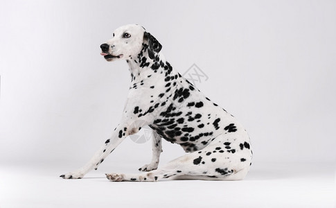室内的纯种犬类Dalmatian狗坐在白背景的孤立边上图片