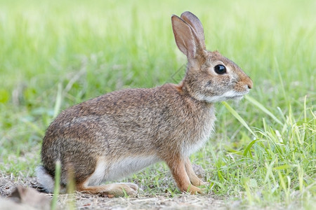 草地的马沙兔野生动物图片