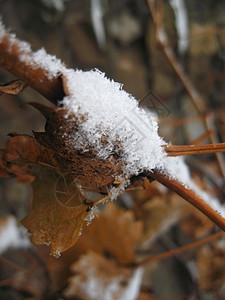 寒冷的冬天树枝和叶上第一次下雪自然图片