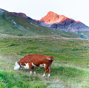 在瑞士阿尔卑斯山草原放牧的牛群动物场地农图片