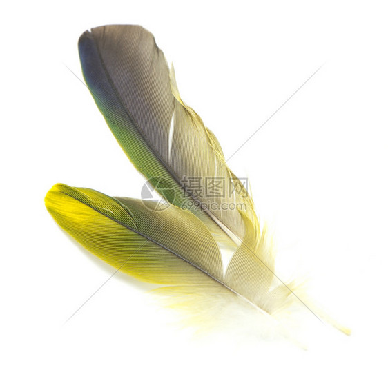 白色背景上孤立的多彩鸟类羽毛鹦鹉光滑的阮詹图片