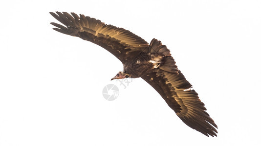 清除世界老秃鹰在飞行中途翔长翅膀伸展贝拉丘穿过图片